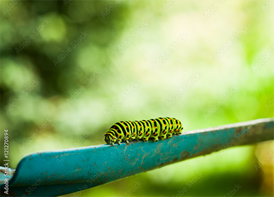 Rups zwart/groen met oranje stipjes op blauw schepje
